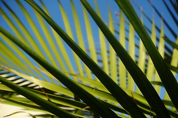 포토 JPG 해외이미지 잎 하늘 추상 손바닥 사람없음 초록색 해외포토 식물 손 컬러 무늬 파일형식 이미지허브