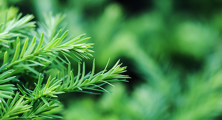 포토 JPG 해외이미지 나무 식물 디자인 공원 백그라운드 잎 패턴 농업 자연 추상 휴가 사람없음 야외 장식 초록색 뷰티 새싹 환경 정원 맑음 어둠 봄 성장 나뭇가지 신선 화려 질감 상록수 침엽수 전나무 내추럴 난쟁이 원예사 해외포토 직업 계절 공공시설 산업 컬러 컨셉 무늬 날씨 생태계 파일형식 이미지허브