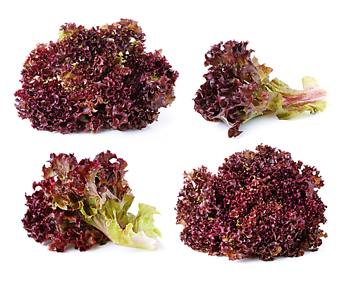 포토 JPG 해외이미지 식물 접시 음식 줄기 백그라운드 잎 밭 농업 다이어트 채소 자연 건강 사람없음 초록색 여름 빛 뷰티 머리 정원 식사 저녁식사 봄 샐러드 수확 흰색 신선 상추 먹기 오브젝트 유기농 날것 부드러움 섬유 내추럴 점심식사 고립 섞기 채식주의자 맛있는 해외포토 식기 웰빙 계절 산업 컬러 모션 신체부위 직물 감각 생태계 채식 파일형식 이미지허브