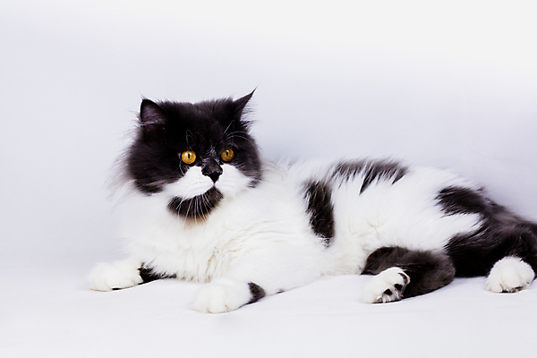 포토 JPG 해외이미지 동물 1 응시 백그라운드 장난 포유류 털 서기 앉기 사람없음 초록색 반려동물 갈색 고양이 줄무늬 회색 흰색 달콤 조립 고립 기르기 해외포토 시선 컬러 무늬 모션 맛 돌봄 파일형식 이미지허브