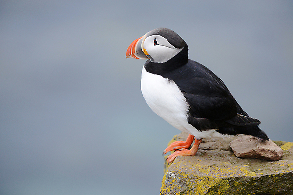 포토 JPG 해외이미지 주간 한마리 조류 사람없음 야외 돌_바위 퍼핀 해외포토 자연요소 동물 1 파일형식 이미지허브