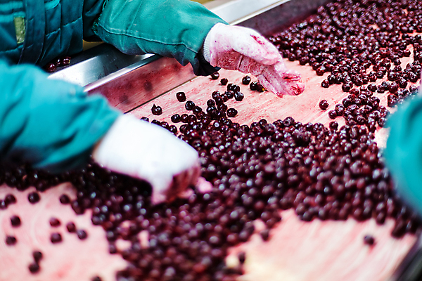 포토 JPG 해외이미지 손 공장 신체부위 냉동 기계 체리 제조 일렬 분류 식품공장 냉동식품 해외포토 음식 과일 공업 사람 파일형식 이미지허브