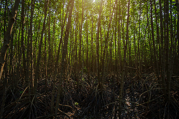포토 JPG 해외이미지 나무 식물 계절 공원 아시아 바다 여행 백그라운드 잎 태국 자연 휴식 미술 사람없음 야외 목재 초록색 물 파란색 강 세계 햇빛 태양 뷰티 환경 봄 개울 캔 숲 질감 베트남 뿌리 내추럴 미얀마 해외포토 자연요소 공공시설 나라 컬러 컨셉 재료 문화예술 동남아시아 생태계 파일형식 이미지허브