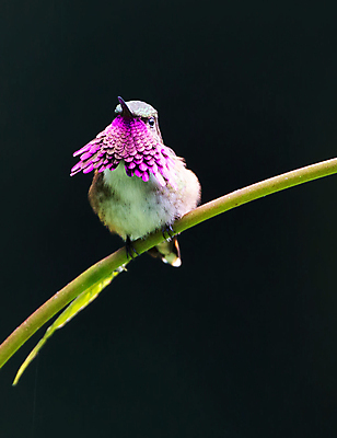 포토 JPG 해외이미지 한마리 야생동물 조류 실내 사람없음 아웃포커스 잎줄기 해외포토 동물 1 줄기 촬영기법 내부 파일형식 이미지허브