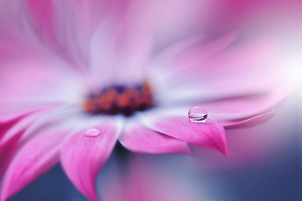 포토 JPG 해외이미지 식물 디자인 배너 꽃 백그라운드 꽃무늬 자연 벽지 추상 휴가 새로움 기념 사랑 미술 사람없음 장식 여름 컬러풀 뷰티 봄 낭만 덮개 벚꽃 축하 인사 신용카드 메뉴 데이지 캔버스 초대 파스텔톤 국경 해외포토 계절 감정 컬러 컨셉 무늬 문화예술 금융 뚜껑 예절 생태계 파일형식 이미지허브