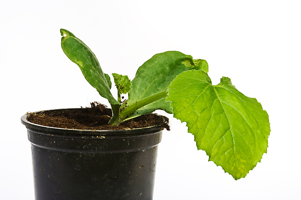 포토 JPG 해외이미지 식물 화분 잎 채소 사람없음 가로 초록색 농작물 검은색 성장 흰색 작음 묘사 흰배경 원예 채소밭 주키니 주키니호박 세련 해외포토 컬러 백그라운드 밭 농업 취미 크기 파일형식 이미지허브