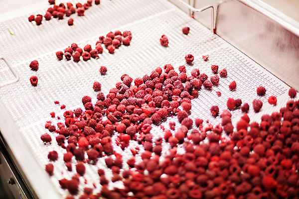 포토 JPG 해외이미지 공장 사람없음 냉동 기계 제조 산딸기 일렬 분류 식품공장 냉동식품 해외포토 음식 과일 공업 파일형식 이미지허브