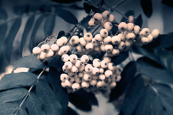 포토 JPG 해외이미지 공원 열매 다이어트 사람없음 야외 뷰티 쌓기 엽서 제비 채식주의자 카피스페이스 해외포토 식물 공공시설 모션 조류 건강 공백 편지 채식 파일형식 이미지허브