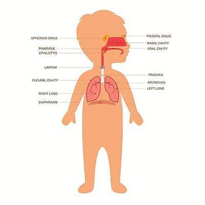 EPS 해외이미지 교육 어린이 과학 신체 일러스트 해부 건강 사람 소년 그래픽 약 인포그래픽 입 구멍 오르간 호흡기관 만화 코 생물학 시스템 궤 보컬 해외일러스트 남자 의학 신체부위 장기_의학 건반악기 파일형식 벡터 이미지허브