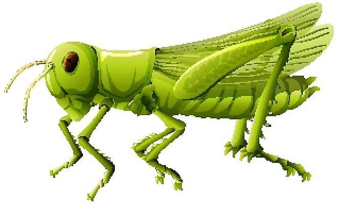 EPS 해외이미지 클립아트 동물 곤충 컨셉 일러스트 포유류 아프리카 자연 생물 동물원 서기 그래픽 초록색 환경 벌레 작음 만화 심볼 사파리 그림 리빙 내추럴 고립 동물상 분 엘리먼트 테마 스타일 해외일러스트 나라 컬러 모션 조형물 크기 생태계 파일형식 벡터 이미지허브