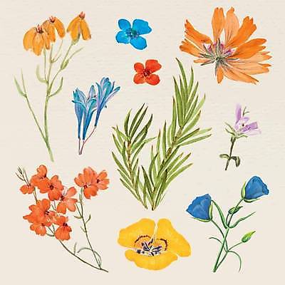 EPS 해외이미지 꽃잎 꽃 줄기 잎 일러스트 사람없음 세트 다양 빈티지 양귀비 엘리먼트 해외일러스트 식물 다수 컨셉 파일형식 벡터 이미지허브