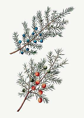 EPS 해외이미지 식물 열매 잎 일러스트 나뭇잎 사람없음 나뭇가지 해외일러스트 나무 파일형식 벡터 이미지허브