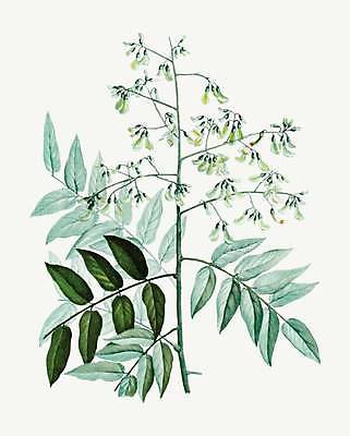 EPS 해외이미지 식물 줄기 잎 일러스트 사람없음 초록색 꽃봉오리 회화나무 해외일러스트 나무 꽃 컬러 파일형식 벡터 이미지허브