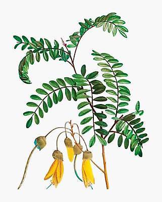 EPS 해외이미지 식물 꽃 잎 일러스트 사람없음 빈티지 꽃봉오리 해외일러스트 컨셉 파일형식 벡터 이미지허브