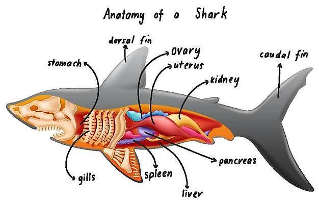 EPS 해외이미지 클립아트 동물 과학 신체 일러스트 포유류 해부 생물 세포 미술 그래픽 오르간 신장 만화 그림 생물학 클립 간 지느러미 미생물 상어 시스템 자궁 리빙 췌장 고립 동물상 지라 해외일러스트 교육 의학 문화예술 어류 조형물 장기_의학 건반악기 비뇨기관 파일형식 벡터 이미지허브