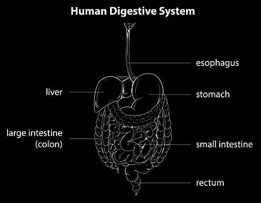 EPS 해외이미지 과학 일러스트 해부 근육 건강 그래픽 약 입 오르간 그림 간 췌장 지라 해외일러스트 의학 신체부위 장기_의학 건반악기 파일형식 벡터 이미지허브