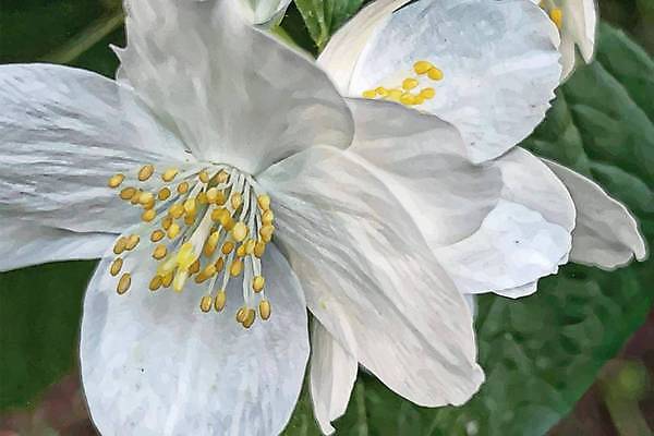 EPS 해외이미지 식물 디자인 배너 계절 꽃잎 꽃 꽃다발 백그라운드 잎 꽃무늬 밭 일러스트 자연 휴가 부활절 미술 초원 야외 그래픽 장식 초록색 여름 컬러풀 환경 정원 봄 수확 성장 벚꽃 나뭇가지 신선 신용카드 개화 그림 원예 내추럴 고립 엘리먼트 해외일러스트 나무 기념일 컬러 무늬 농업 문화예술 취미 금융 생태계 파일형식 벡터 이미지허브