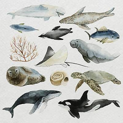 EPS 해외이미지 스티커 일러스트 사람없음 세트 산호 소라 바다표범 참치 펭귄 가오리 바다거북 범고래 암모나이트 흰수염고래 벨루가 듀공 해외일러스트 포유류 조류 어패류 어류 바다동물 수중동물 자포동물 거북이 고래 파일형식 벡터 이미지허브