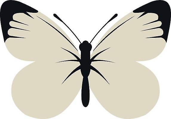 EPS 해외이미지 동물 나비 곤충 패턴 일러스트 자연 추상 미술 장식 빛 컬러풀 검은색 축제 봄 공백 낭만 흰색 신용카드 화려 플랫 클래식 우아함 그림 생물학 초대 공상 내추럴 생태학 엘리먼트 완벽 현실 해외일러스트 계절 교육 컬러 컨셉 무늬 문화예술 금융 생태계 파일형식 벡터 이미지허브