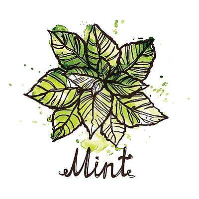 EPS 해외이미지 식물 손 디자인 꽃 음식 백그라운드 컨셉 잎 일러스트 재료 캘리그라피 텍스트 자연 건강 요리 미술 초록색 약 정원 페인트 봄 흰색 신선 차 낙서 스케치 약국 민트 허브 향신료 오브젝트 싱글 유기농 아로마 내추럴 고립 생태학 엘리먼트 스피아민트 해외일러스트 웰빙 계절 교육 음료 컬러 의학 문화예술 신체부위 생태계 향미료 파일형식 벡터 이미지허브