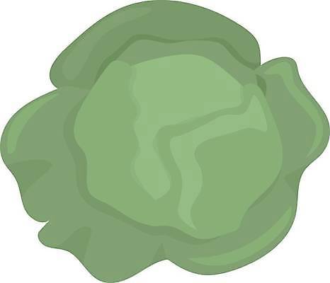 EPS 해외이미지 일러스트 사람없음 초록색 양배추 해외일러스트 컬러 채소 파일형식 벡터 이미지허브