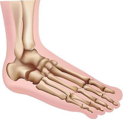 EPS 해외이미지 동물 과학 일러스트 해부 뼈 골격 사람 그래픽 그림 관절염 생물학 시스템 발목 골절 양발 칼슘 해외일러스트 교육 의학 발 질병 파일형식 벡터 이미지허브