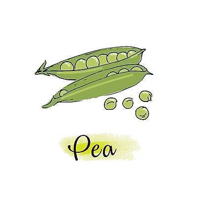 EPS 해외이미지 식물 손 음식 채소 일러스트 콩 씨앗 초록색 컬러풀 수확 흰색 신선 시장 먹기 오브젝트 완두콩 고립 꼬투리 엘리먼트 해외일러스트 컬러 농업 모션 곡류 신체부위 파일형식 벡터 이미지허브