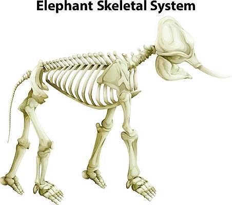 EPS 해외이미지 동물 과학 백그라운드 일러스트 포유류 해부 코끼리 골격 그래픽 흰색 그림 시스템 고립 초식 해골모형 해외일러스트 컬러 의학 모형 파일형식 벡터 이미지허브