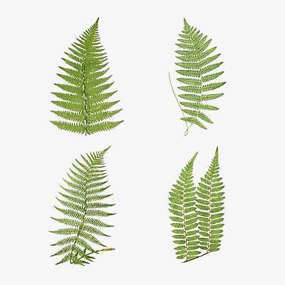 EPS 해외이미지 잎 일러스트 종류 사람없음 세트 엘리먼트 보테니컬아트 해외일러스트 식물 파일형식 벡터 이미지허브