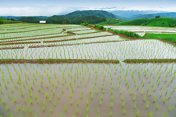 포토 JPG 해외이미지 식물 계절 아시아 문화 음식 여행 백그라운드 밭 농업 태국 자연 밥 산 동양인 풍경 사람없음 초록색 물 농작물 농장 농경지 마을 환경 계곡 수확 안개 성장 시골 언덕 유기농 장면 북쪽 내추럴 밭일 세련 산맥 해외포토 자연요소 웰빙 나라 산업 컬러 날씨 인종 방향 생태계 파일형식 이미지허브