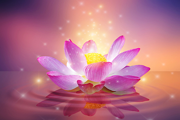 포토 JPG 해외이미지 식물 디자인 꽃잎 꽃 별 선 분홍색 백그라운드 컨셉 꽃무늬 일러스트 자연 벽지 동화 추상 휴식 사람없음 장식 물 파란색 빛 컬러풀 뷰티 노란색 평화 보라색 꿈 낭만 벚꽃 흰색 연못 개화 명상 싱글 공상 마법 이국적 해외일러스트 자연요소 컬러 무늬 생태계 파일형식 이미지허브