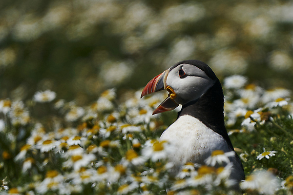 포토 JPG 해외이미지 동물 계절 야생동물 바다 섬 날개 오렌지 통신 자연 조류 웨일즈 사람없음 빨간색 파란색 컬러풀 노란색 검은색 외침 흰색 오픈 깃털 신호 부리 부름 멸종 대서양 계산서 내추럴 소통 동물상 왕국 펨브룩셔 해외포토 컬러 컨셉 과일 모션 영국 조형물 소리 생태계 파일형식 이미지허브