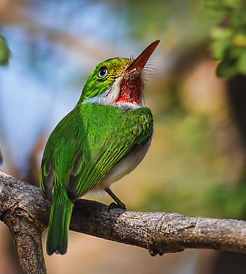 포토 JPG 해외이미지 주간 한마리 야생동물 조류 사람없음 야외 아웃포커스 나뭇가지 해외포토 자연요소 나무 동물 1 촬영기법 파일형식 이미지허브