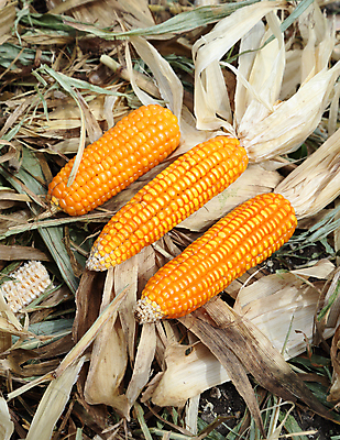 포토 JPG 해외이미지 식물 음식 줄기 백그라운드 잎 밭 농업 채소 자연 건강 옥수수 씨앗 사람없음 목재 농장 노란색 수확 신선 황금 닫기 달콤 낟알 시리얼 유기농 날것 내추럴 밭일 숙성 채식주의자 해외포토 나무 웰빙 산업 컬러 재료 모션 곡류 맛 생태계 채식 파일형식 이미지허브