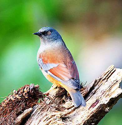 포토 JPG 해외이미지 주간 한마리 야생동물 조류 사람없음 야외 아웃포커스 나뭇가지 해외포토 자연요소 나무 동물 1 촬영기법 파일형식 이미지허브