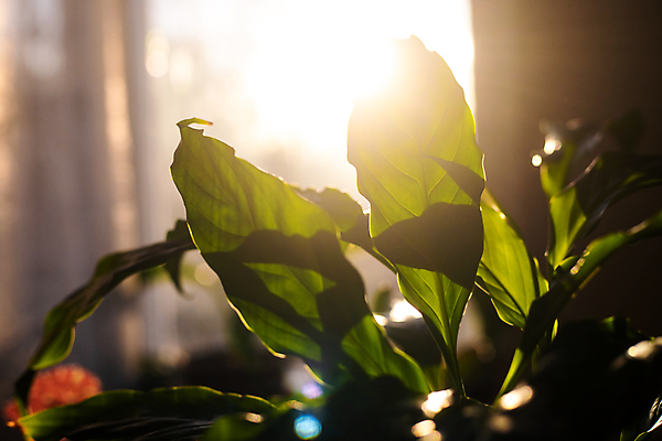 포토 JPG 해외이미지 나무 식물 계절 공원 백그라운드 잎 패턴 자연 추상 사람없음 야외 초록색 빛 컬러풀 햇빛 태양 뷰티 우주 환경 정원 맑음 봄 성장 나뭇가지 신선 소프트포커스 숲 유기농 질감 보케 내추럴 블러 생태학 그리너리 해외포토 자연요소 웰빙 공공시설 교육 컬러 무늬 날씨 촬영기법 생태계 파일형식 트랜드컬러 이미지허브