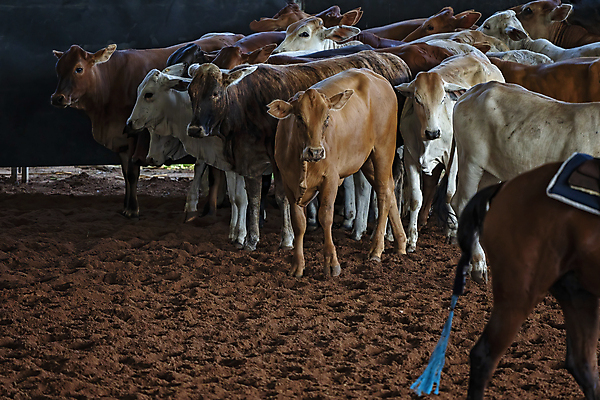 포토 JPG 해외이미지 동물 스포츠 포유류 사람없음 경쟁 경기장 목장 업무 소 승마 호주 군중 자르기 다발 먼지 점수 대회 로데오 도우미 라이더 서쪽 해외포토 컨셉 스포츠시설 모션 사람 작업 오세아니아 방향 파일형식 이미지허브
