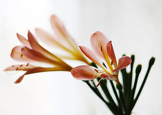 포토 JPG 해외이미지 식물 꽃잎 꽃 음식 줄기 백그라운드 컨셉 잎 꽃무늬 패턴 오렌지 자연 생물 아이디어 사람없음 빨간색 초록색 여름 뷰티 노란색 머리 봄 꽃술 시간 호랑이 백합 자르기 오브젝트 싱글 리빙 영원 이국적 부족함 해외포토 계절 컬러 무늬 과일 포유류 모션 신체부위 생태계 파일형식 이미지허브