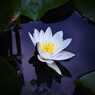 포토 JPG 해외이미지 식물 계절 꽃잎 꽃 호수 선 백그라운드 잎 꽃무늬 자연 휴식 연꽃 동양인 사람없음 야외 초록색 물 여름 빛 청춘 강 뷰티 반사 스파 봄 벚꽃 흰색 저수지 연못 신선 개화 우아함 백합 즐거움 명상 사춘기 해외포토 자연요소 감정 컬러 컨셉 무늬 인종 생태계 파일형식 이미지허브