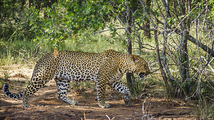 포토 JPG 해외이미지 주간 나무 한마리 야생동물 자연 나뭇잎 사람없음 야외 나뭇가지 맹수 표범 남아프리카 보츠와나 해외포토 자연요소 식물 동물 1 잎 포유류 아프리카 생태계 파일형식 이미지허브