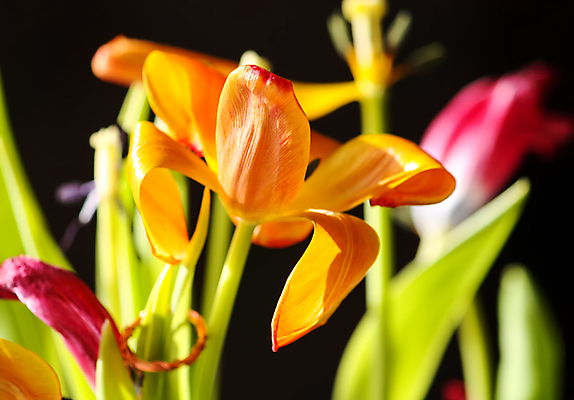 포토 JPG 해외이미지 식물 계절 공원 꽃잎 꽃 분홍색 백그라운드 잎 꽃무늬 밭 오렌지 자연 선물 사람없음 장식 초록색 컬러풀 햇빛 태양 뷰티 머리 정원 맑음 봄 활발 튤립 벚꽃 시골 신선 개화 내추럴 해외포토 자연요소 공공시설 컬러 컨셉 무늬 농업 과일 날씨 신체부위 생태계 파일형식 이미지허브