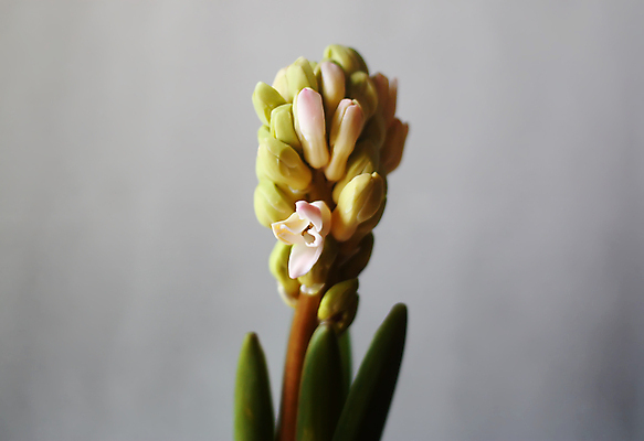 포토 JPG 해외이미지 식물 기념일 꽃 백그라운드 꽃무늬 전구 텍스트 자연 주택 사랑 사람없음 장식 귀여움 정원 봄 회색 수확 성장 벚꽃 시골 축하 인사 신용카드 거친 생일 개화 낟알 꽃집 필름 속도 질감 복고 향기 엽서 그런지 옛날 히아신스 스타일 세련 효과 해외포토 계절 감정 컬러 컨셉 무늬 농업 이벤트 건물 금융 상점 예절 편지 생태계 냄새 파일형식 이미지허브