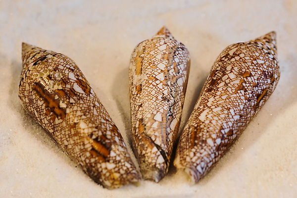 포토 JPG 해외이미지 모양 동물 1 디자인 별 야생동물 바다 백그라운드 자연 조개 생물 바닥 연체동물 나선형 선물 어류 사람없음 장식 스파 껍질 흰색 플랫 소라 자르기 오브젝트 싱글 생물학 기념품 리빙 고립 동물상 생태학 이국적 칼슘 해외포토 자연요소 교육 컬러 무늬 모션 어패류 무척추동물 조형물 수중동물 생태계 파일형식 이미지허브