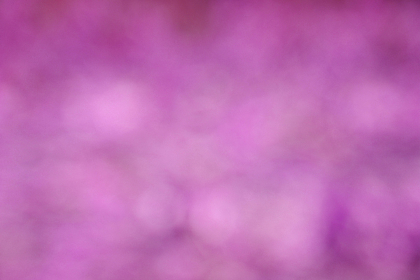 포토 JPG 해외이미지 식물 계절 분홍색 백그라운드 컨셉 잎 패턴 자연 아침 추상 미술 사람없음 빨간색 초록색 여름 빛 컬러풀 햇빛 뷰티 정원 맑음 보라색 봄 활발 원형 소프트포커스 숲 제비꽃 질감 보케 부드러움 내추럴 광 블러 효과 해외포토 주간 도형 꽃 컬러 무늬 날씨 문화예술 촬영기법 태양 감각 생태계 파일형식 이미지허브