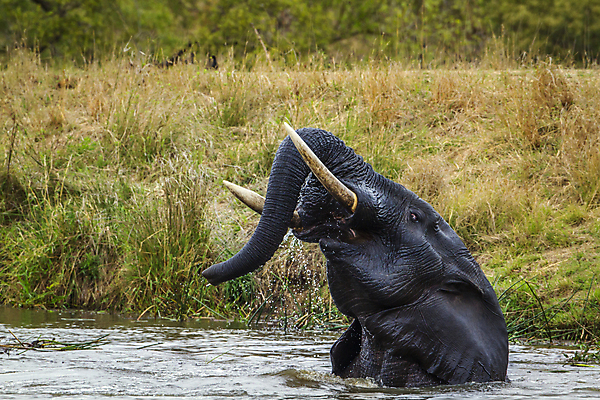 포토 JPG 해외이미지 동물 야생동물 포즈 이동 포유류 모션 아프리카 자연 놀이 수영장 국립공원 사람없음 가로 보호 사파리 남아프리카 보호구역 해외포토 공원 나라 컨셉 생태계 구역 파일형식 이미지허브