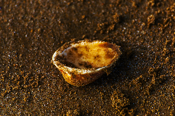 포토 JPG 해외이미지 디자인 모래 파도 바다 섬 여행 백그라운드 패턴 휴가 조개 휴식 해변 사람없음 야외 물 파란색 햇빛 태양 뷰티 맑음 거품 껍질 황금 소라 휴양지 질감 내추럴 이국적 특별함 파라다이스 카피스페이스 해외포토 자연요소 컬러 컨셉 무늬 날씨 어패류 공백 장소 파일형식 이미지허브