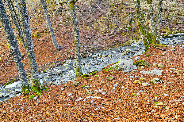 포토 JPG 해외이미지 나무 공원 유럽 야생동물 여행 자연 휴식 산 사람없음 야외 강 환경 계곡 트래킹 다양 흐름 개울 스페인 보호 숲 환경보전 생태계 생물학 서식지 아라곤 내추럴 보호구역 삼림지대 생태학 해외포토 식물 동물 공공시설 교육 나라 다수 컨셉 레저 사회이슈 구역 파일형식 이미지허브