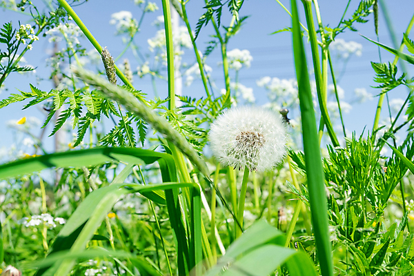 포토 JPG 해외이미지 주간 줄기 잎 사람없음 야외 민들레 민들레홀씨 해외포토 자연요소 식물 꽃 파일형식 이미지허브