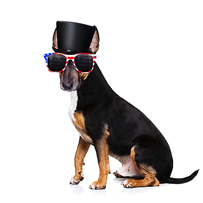 포토 JPG 해외이미지 동물 배너 행복 별 백그라운드 손가락 휴가 사람없음 파란색 반려동물 선글라스 축제 미국 자유 축하 깃발 4 유머 개 선거 심볼 전쟁 영웅 기념물 모집 애국심 명예 7월 고립 독립 독립기념일 무료 전국 해외포토 자연요소 손 기념일 감정 안경 컬러 컨셉 북아메리카 포유류 숫자 날짜 민주주의 파일형식 이미지허브