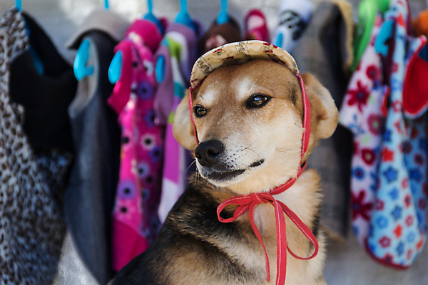 포토 JPG 해외이미지 동물 라이프스타일 응시 옷 선반 실내 종류 사람없음 반려동물 쇼핑 유행 세일 걷기 상점 장비 시장 선택 개 강아지 상품 고객 고민 수의사 송곳니 제의 해외포토 시선 감정 가구 컨셉 포유류 모션 내부 생활 의사 치아 파일형식 이미지허브